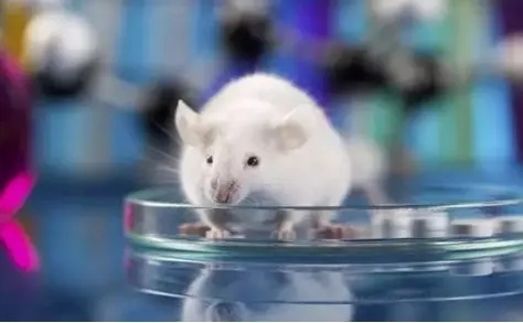 醫療器械動物試驗研究的考慮要點(圖1)