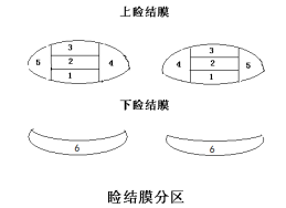 接觸鏡護理產品注冊技術審查指導原則（食藥監辦械函[2011]116號）(圖2)
